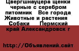 Цвергшнауцера щенки черные с серебром питомник - Все города Животные и растения » Собаки   . Пермский край,Александровск г.